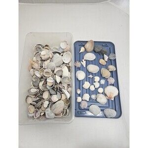 Lot of Assorted Natural Sea Shells Small to Medium Size Estate Crafts Decor
